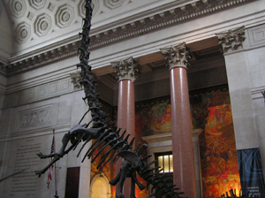 Rex _ Musée histoire