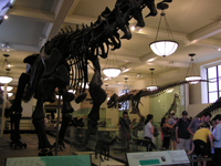  Dinosaures Musée histoire